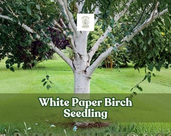 White Paper Birch Seedling – Betula papyrifera, Fast Growing Tree
