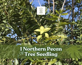 1 Northern Pecan Tree Seedling | Carya illinoinensis | Live Hardy Nut Tree