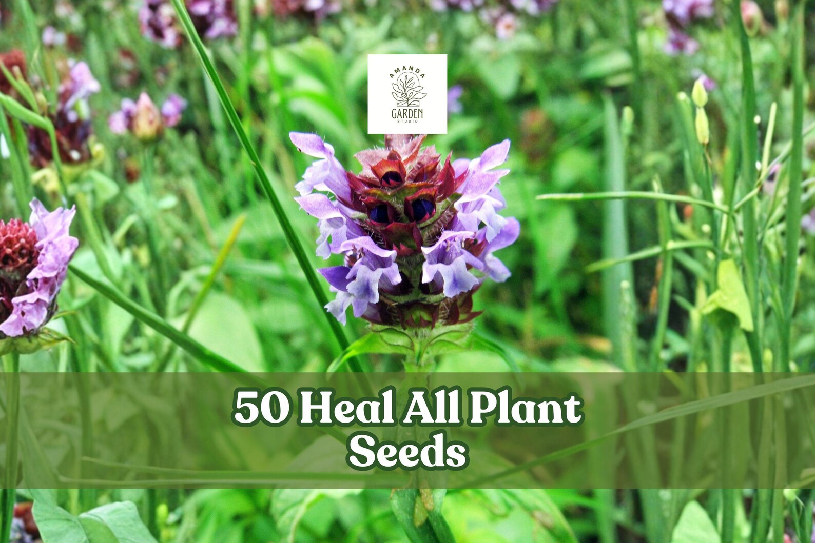 50 Heal All Plant Seeds – Prunella Vulgaris Hardy Perennial Wildflower ...