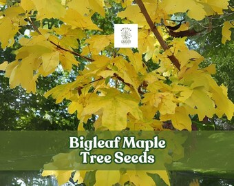 30 Bigleaf Maple Tree Seeds: Acer macrophyllum, Hardy Shade Tree