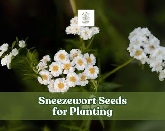 200 Sneezewort Seeds for Planting | Achillea ptarmica | Hardy Perennial Ornamental White Blooms