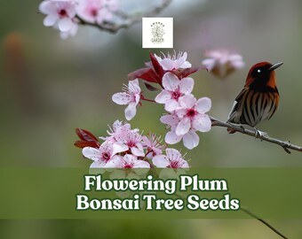 Flowering Plum Bonsai Tree Seeds: Prunus Triloba Pink Blooms