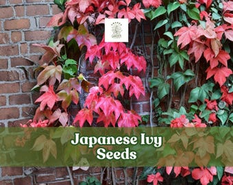 50 Japanese Ivy Seeds | Hardy Creeping Vine