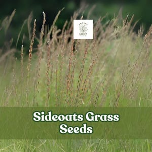 May include: An image of side oats grass seeds. The image shows tall, slender grass stalks with brown seed heads, set against a blurred green background. The text "Sideoats Grass Seeds" is displayed on a green banner at the bottom.