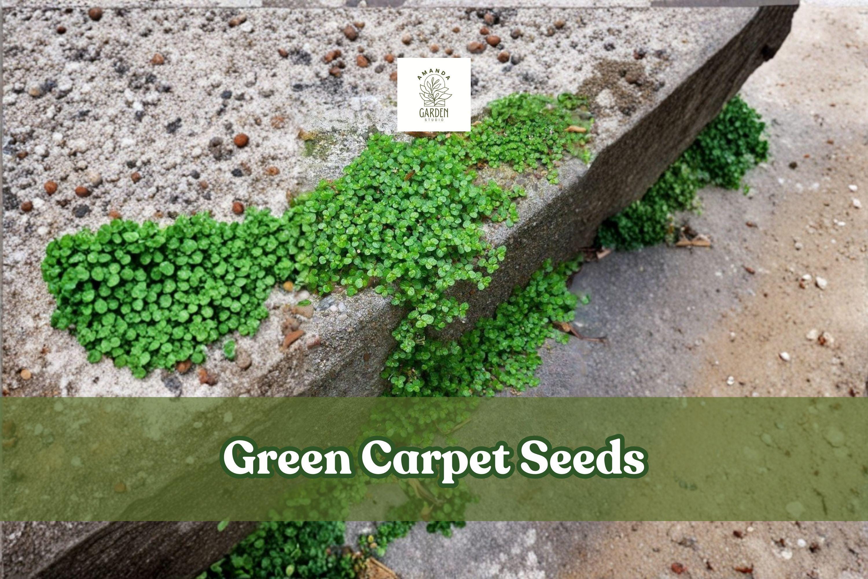 1,000 Green Carpet Seeds | Herniaria Glabra | Rupturewort