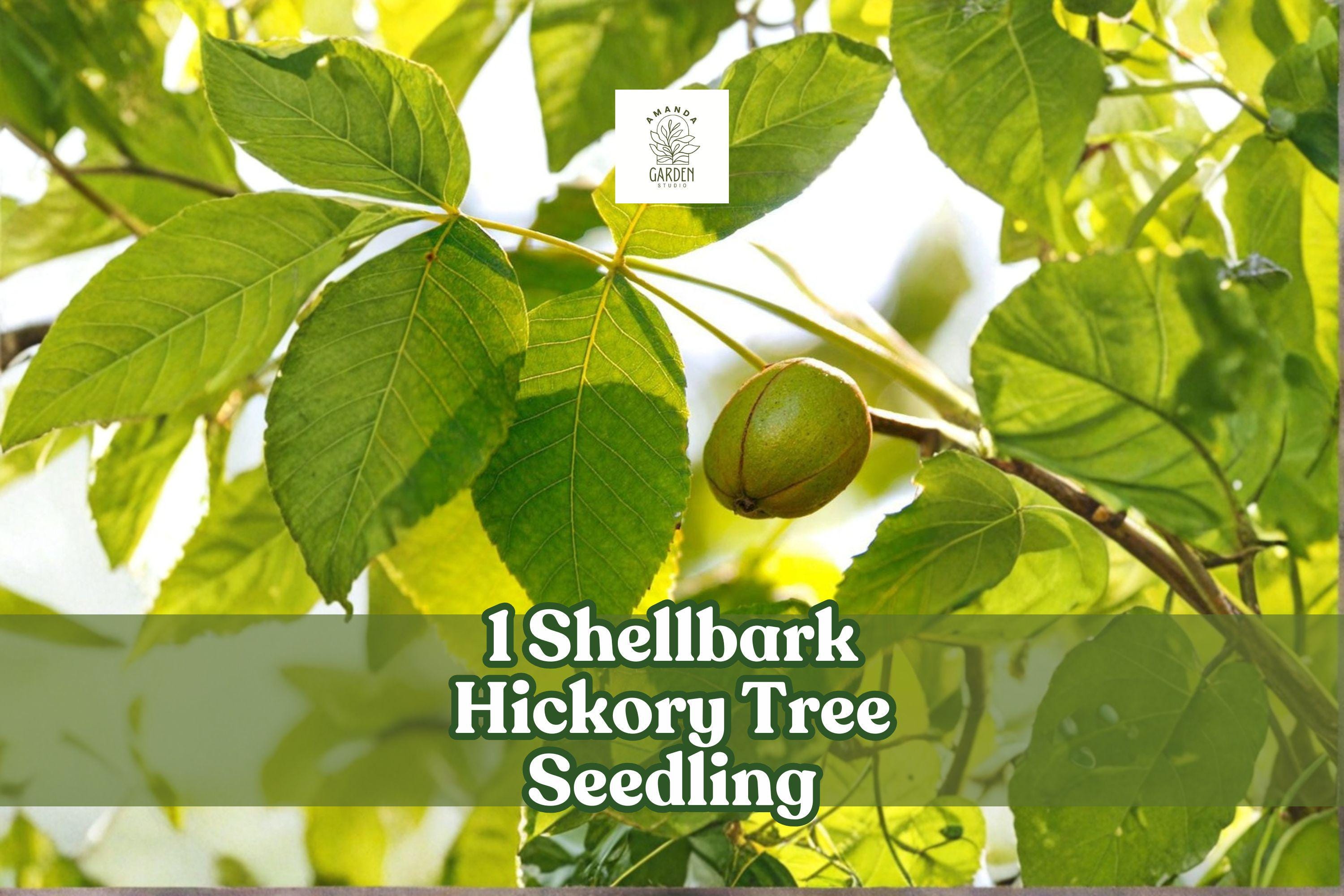 Shellbark Hickory Tree Seedling | Live Native Hardwood - Etsy