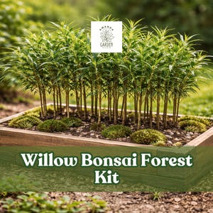 May include: A Willow Bonsai Forest Kit featuring a rectangular wooden planter box filled with small green trees and moss. The trees have thin, brown trunks and vibrant green foliage. The kit is set outdoors with a blurred green background.
