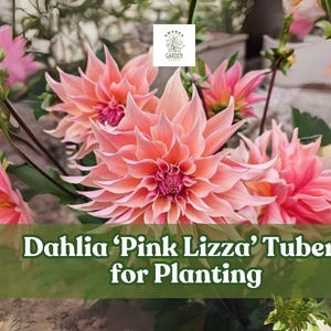3 Dahlia ‘Pink Lizza’ Tubers for Planting – Large Tubers, Stunning Pink Blooms