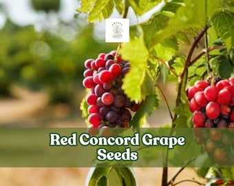 Red Concord Grape Seeds | Vitis labrusca, Fruiting Vine (20 Seeds)