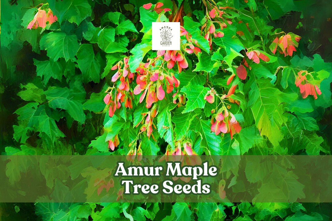 30 Amur Maple Tree Seeds: Acer Ginnala - Red Fall Foliage - Etsy