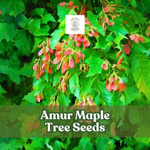 May include: Image of Amur Maple Tree Seeds. The image shows vibrant green leaves and clusters of pink and red seed pods. The text "Amur Maple Tree Seeds" is displayed on a green banner.