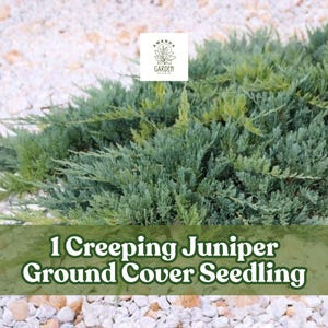 May include: A close-up of a creeping juniper ground cover seedling. The plant has blue-green foliage and is surrounded by small, light-colored pebbles. The text "1 Creeping Juniper Ground Cover Seedling" is displayed.