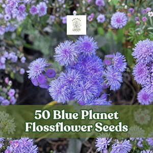 May include: An image of vibrant blue flossflower blooms. The flowers are clustered together, creating a full, textured appearance. The image also includes the text "50 Blue Planet Flossflower Seeds."