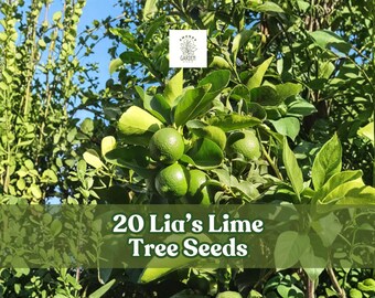 20 Lia’s Lime Tree Seeds | Fast-Growing | Fresh Non-GMO Citrus Seeds