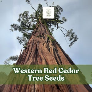 50 Western Red Cedar Tree Seeds – Thuja plicata – Long-Lived Evergreen for Planting