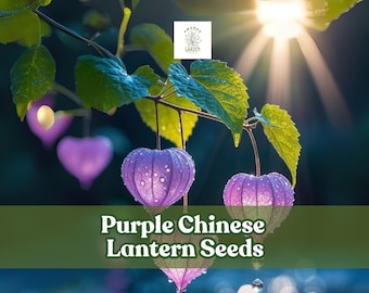 Purple Chinese Lantern Seeds: Unique Garden Blooms - 100 Seeds