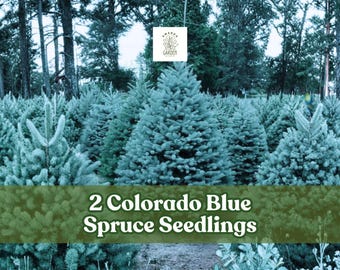 2 Colorado Blue Spruce Seedlings | Picea pungens | Live Evergreen Trees for Planting