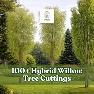 May include: Image of a lush green landscape featuring several tall, slender hybrid willow trees. The trees have long, cascading branches. Text overlay reads "100+ Hybrid Willow Tree Cuttings" in a green font. The background includes other trees and a grassy lawn.
