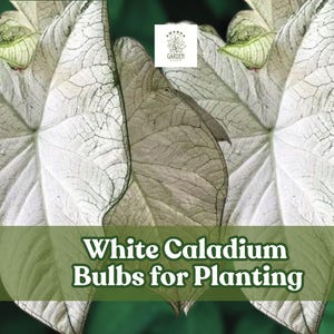 White Caladium Bulb for Planting – Fast-Growing Indoor or Outdoor Foliag