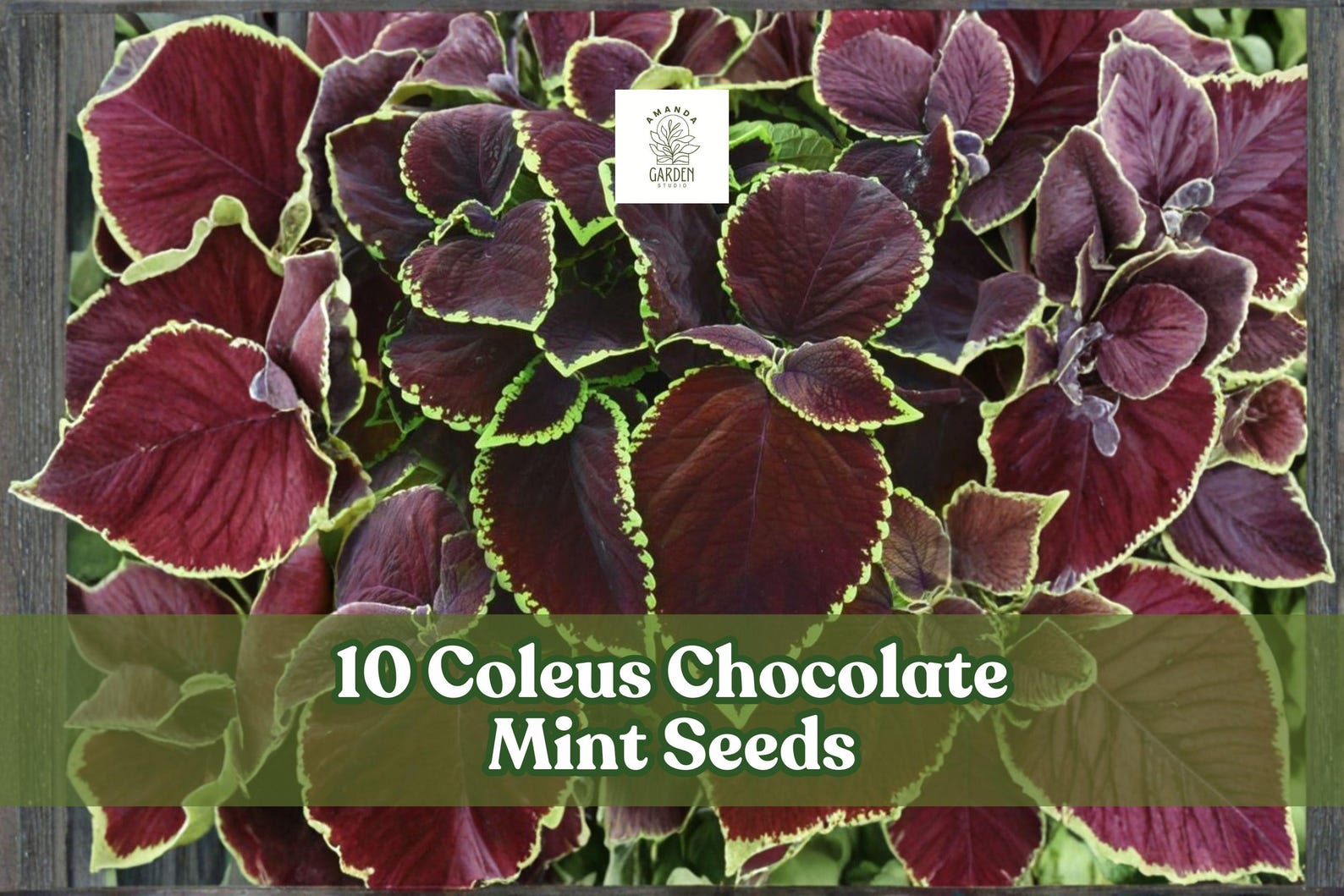 Terrific Chocolate Mint Seeds Pictures