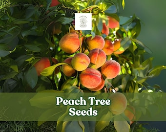 2 Peach Tree Seeds – Prunus persica – Grow Fruit Bearing Tree or Bonsai