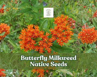 Butterfly Milkweed Seeds – Native Wildflower, Monarch Attractant