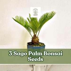 Sago Palm Seed - Etsy