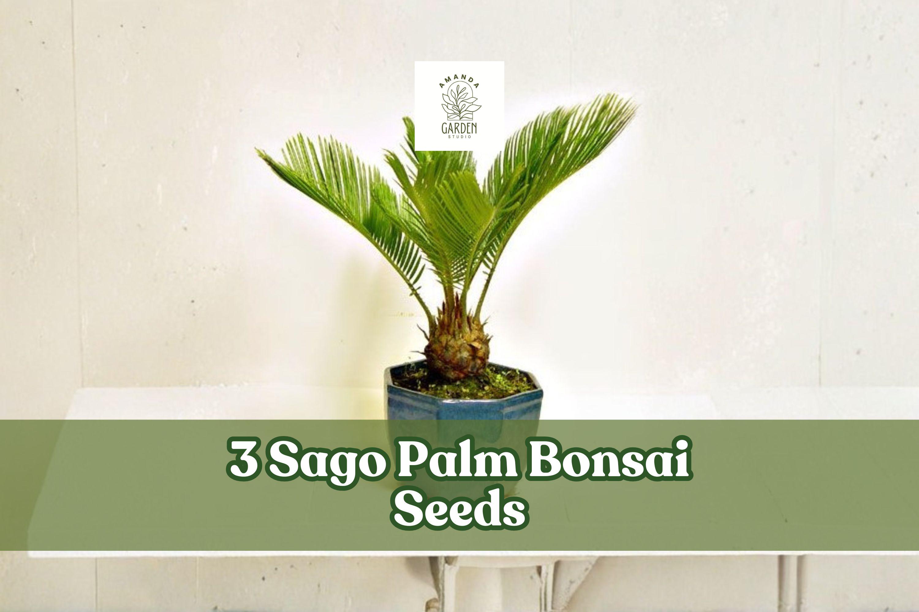 3 Sago Palm Bonsai Seeds for Planting Ornamental Tree - Etsy