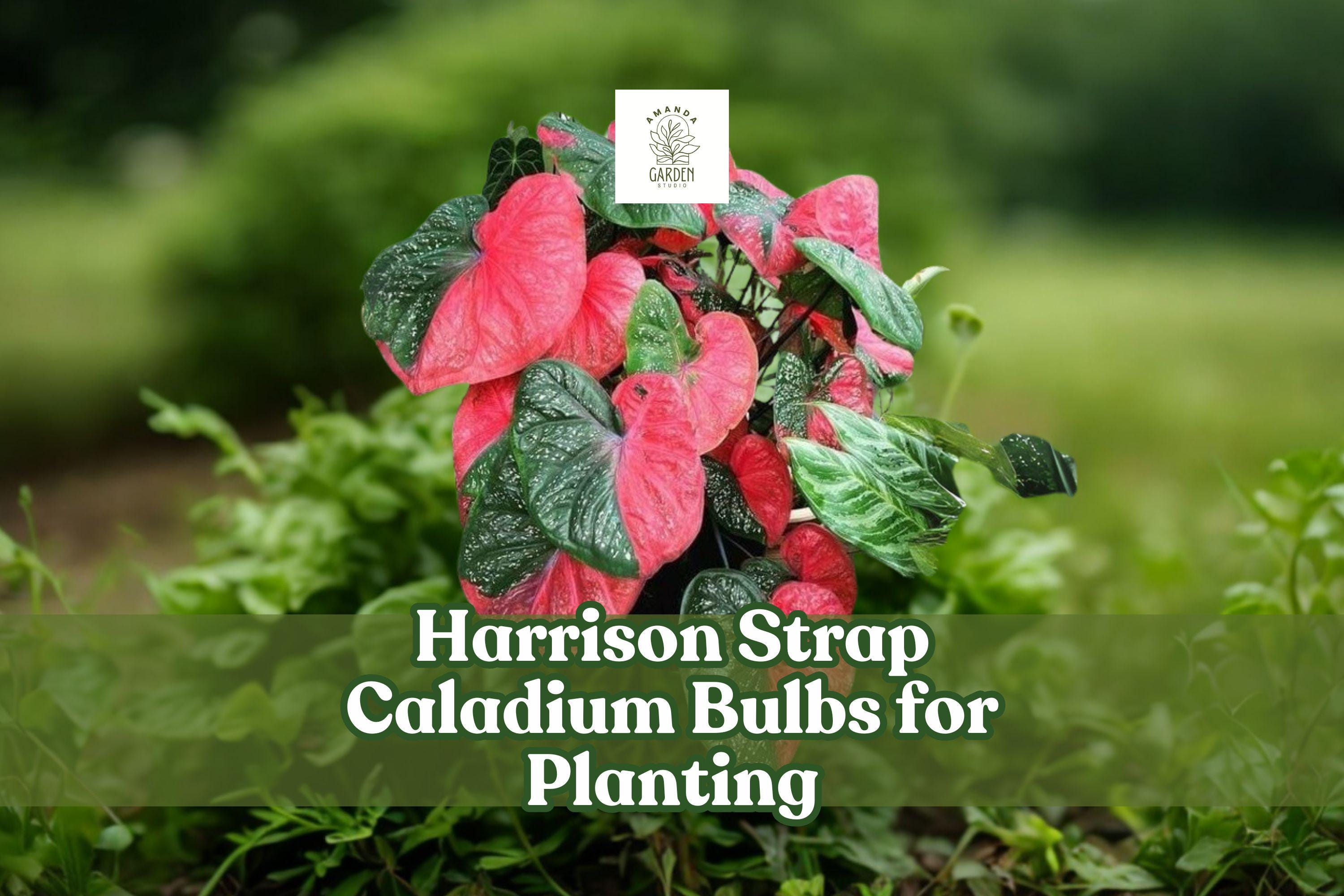 Harrison Strap Caladium Bulbs: Tropical Red & Green Foliage (2 Live Tubers)  - Etsy