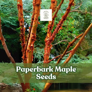 May include: Image of Paperbark Maple Seeds. The image shows the trunk and branches of a Paperbark Maple tree with peeling, reddish-brown bark. The background features lush green foliage, with the text "Paperbark Maple Seeds" overlaid on the image.