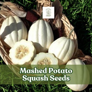 May include: A basket filled with white mashed potato squash, some whole and some sliced, displayed on a bed of green grass. The image includes the text "Mashed Potato Squash Seeds".