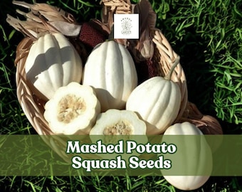 10 Mashed Potato Squash Seeds – Cucurbita pepo – Unique White Gourmet Winter Squash