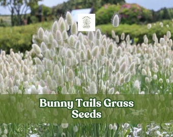 Bunny Tails Grass Seeds | Lagurus Ovatus, Dried Flower Garden