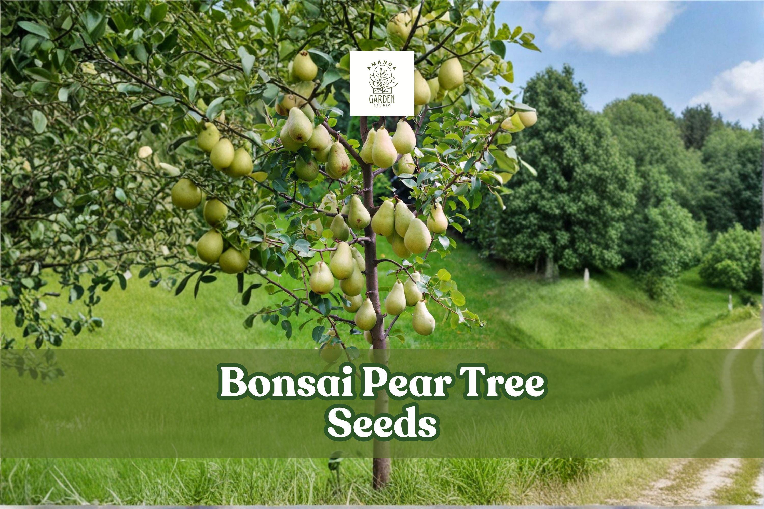 8 Bonsai Pear Tree Seeds: Pyrus Communis, Grow Fruit-bearing Mini Tree -  Etsy