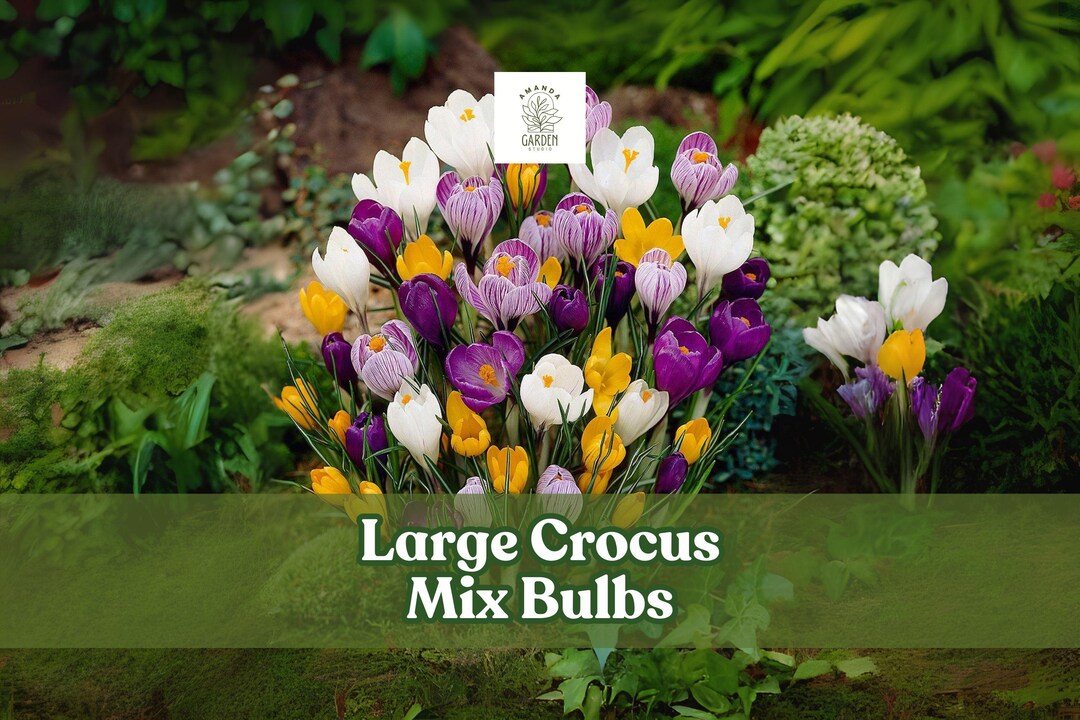 20 Mixed Crocus Bulbs: Hardy Perennial Spring Blooms - Etsy
