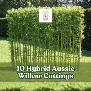 May include: A green willow cutting display in a garden setting. The cuttings are arranged vertically, creating a natural screen. The text "10 Hybrid Aussie Willow Cuttings" is displayed at the bottom. The background includes green grass and a hedge.