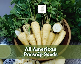 100 All American Parsnip Seeds – Pastinaca sativa – Rare Heirloom Root Vegetable