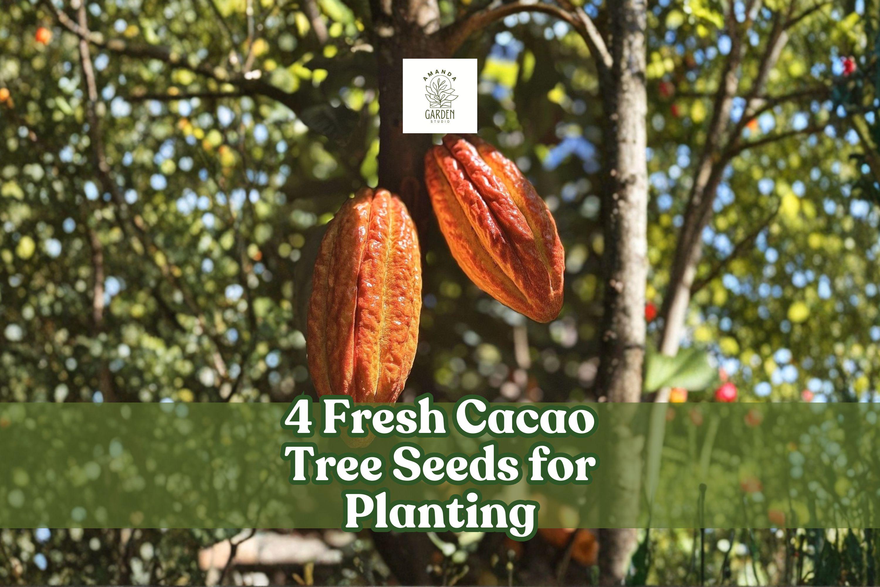 4 Fresh Cacao Tree Seeds for Planting | Rare Exotic Tropical Fruit |  Theobroma Cacao - Etsy