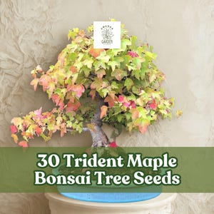 May include: A Trident Maple bonsai tree with colorful leaves, displayed on a white pedestal. The image includes the text "30 Trident Maple Bonsai Tree Seeds" in a green banner.