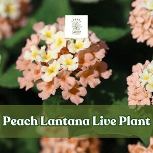May include: Close-up of peach and white Lantana flowers with yellow centers, set against a backdrop of green foliage. The image includes the text "Peach Lantana Live Plant" in a green banner.