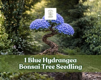 1 Blue Hydrangea Bonsai Tree Seedling for Planting | Live Plant | Flowering Bonsai Starter