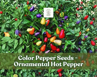 25+ Multicolor Ornamental Hot Pepper Seeds: Rare 5 Color Variety