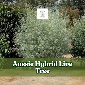 May include: Image of three Aussie Hybrid Live Trees with varying shades of green foliage. The trees are in a grassy area with a brown background. The text "Aussie Hybrid Live Tree" is displayed in a green banner.