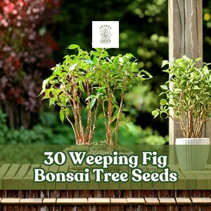 May include: Two Weeping Fig bonsai trees with green leaves and brown trunks are displayed. The text "30 Weeping Fig Bonsai Tree Seeds" is visible. The background features lush greenery and a wooden structure.