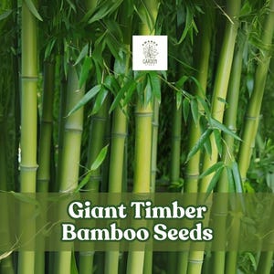 May include: A lush image of a bamboo forest with vibrant green stalks and leaves. The text "Giant Timber Bamboo Seeds" is overlaid on the image. A small logo with the word "Garden" is in the upper right corner.