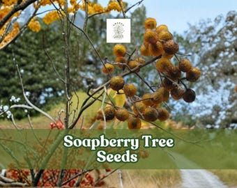 5 Soapberry Tree Seeds: Sapindus saponaria, Natural Soap Fruit