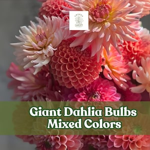 5 Giant Dahlia Bulbs – Mixed Colors – Large Flowering Tubers for Planting