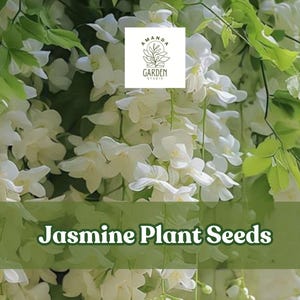 25 Jasmine Plant Seeds – Fragrant Tiny White Flowers, Indoor/Outdoor Herbal Garden, Easy to Grow Aromatic Flowering Vine