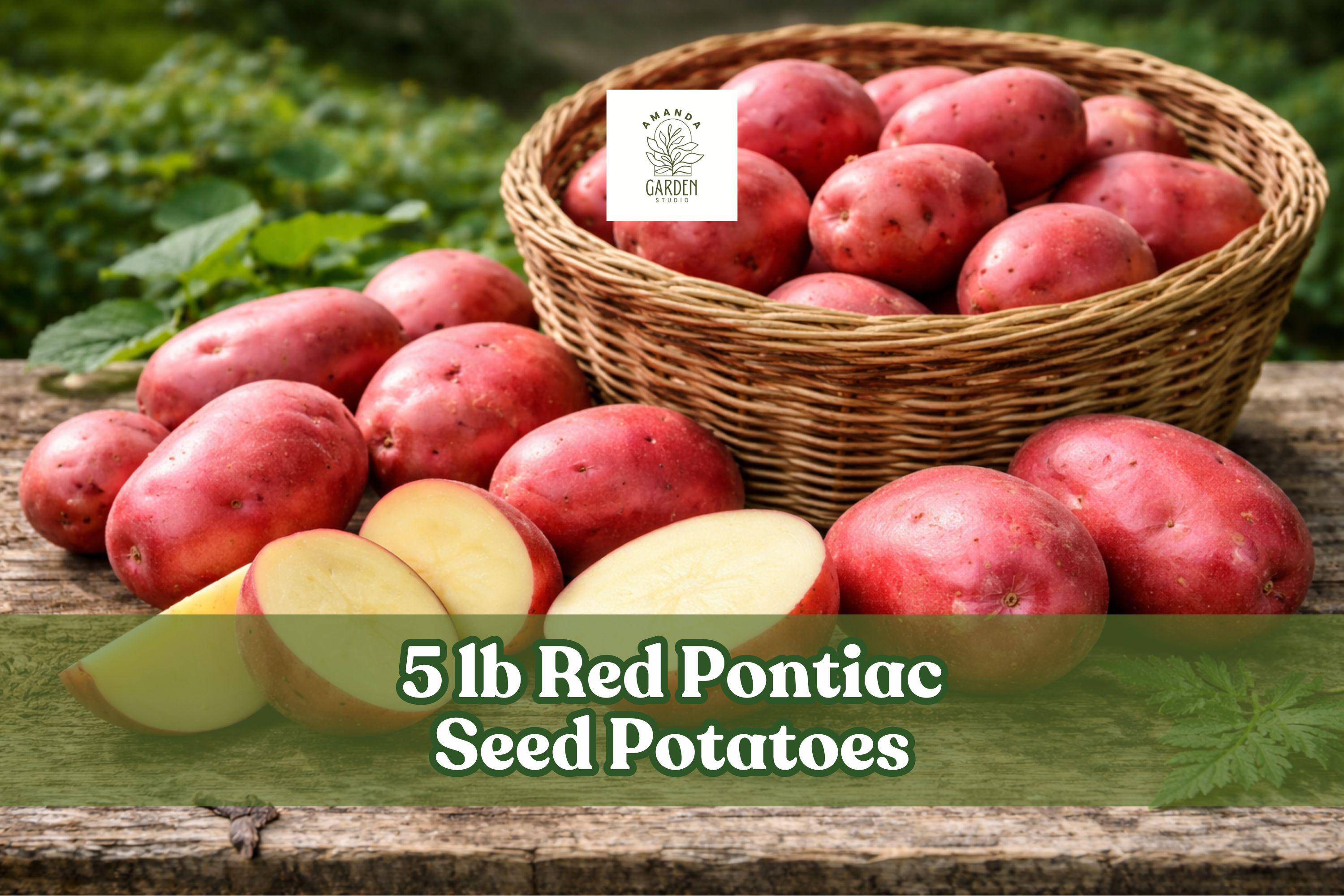 Pontiac Red Seed Potatoes - Etsy