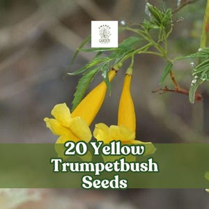 May include: Image of 20 yellow trumpetbush seeds. The image features bright yellow trumpetbush flowers and seed pods against a blurred background. The text "20 Yellow Trumpetbush Seeds" is displayed on a green banner.